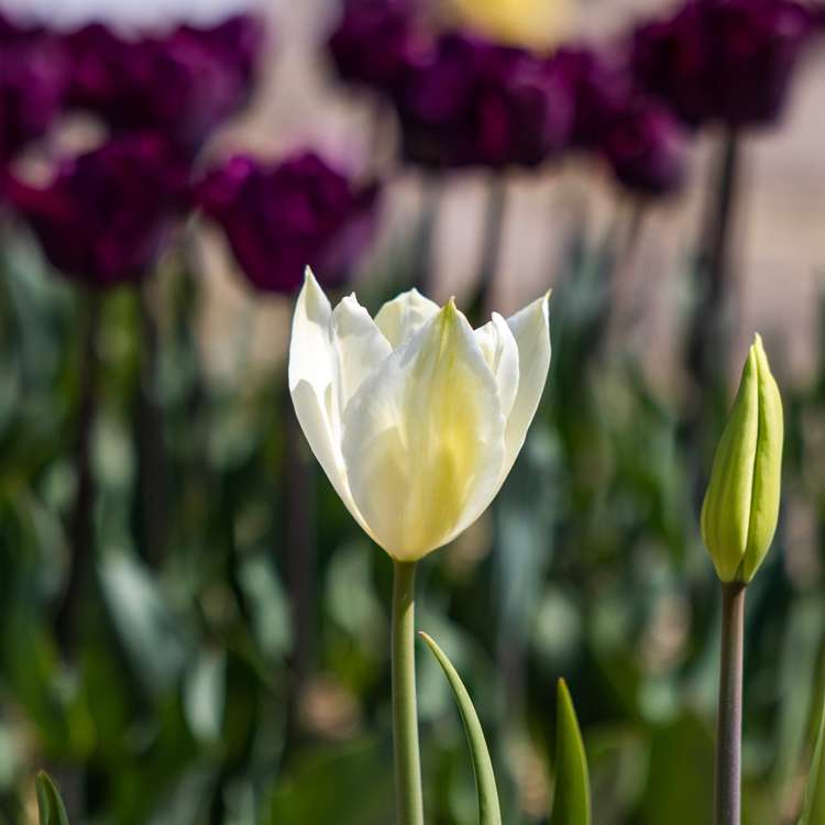 Tulpan 'White Triumphator'